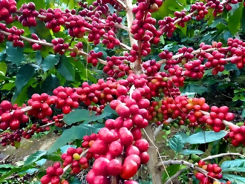 28D06OLLL224050817315532F2E5DA(1)