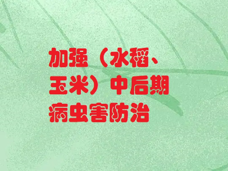 加强（水稻、玉米）中后期病虫害防治