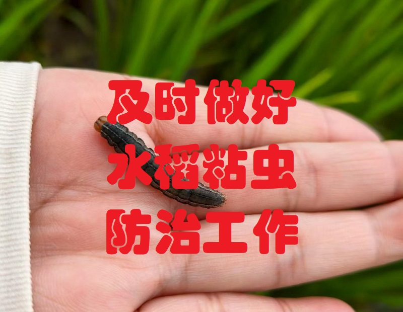 2025病虫情报第10期